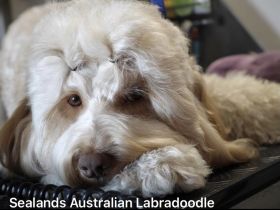 Sealand's Australian Labradoodle