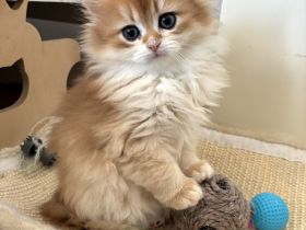 Unsere BKH- und BLH-Kätzchen – exzellente Abstammung & Champion-Stammbaum