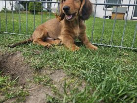 wunderschöne Langhaar-Dackel Welpen vom Züchter