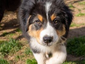 Reinrassige Australien Shepherd Welpen