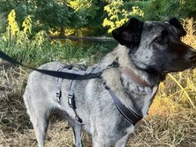 Lotta ist auf der Suche nach ihren Menschen