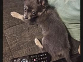 Pomchi Welpen langhaar