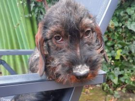 Rauhaardackel 4 monate alt Hündin