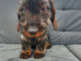 Rauhaardackel 4 monate alt Hündin