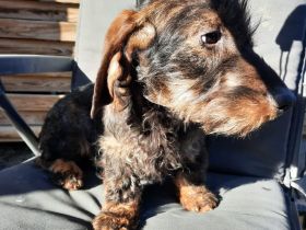 Rauhaardackel 6 monate alt Hündin