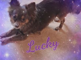 Chihuahua Langhaar Deckrüde