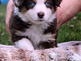 Mini American Shepherd / Mini Aussie