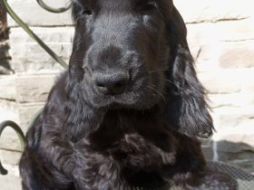 Cocker Spaniel Welpe aus VDH Liebhaberzucht "Emil vom Moorsbachtal", 4 Monate alt Traumhaft schöner