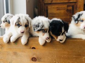 Divine Natural Aussies