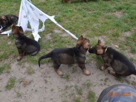 Dunkelgraue Schäferhunde aus Kör-u.Leistungszucht