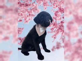 Labradoodle Medium F1 Labrdor Königspudel welpen