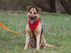 Aktive Familie für kluge Roxy gesucht