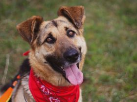 Aktive Familie für kluge Roxy gesucht