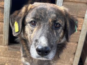 Rusty, verschmuster Junghund möchte endlich seine Familie finden, 1 Jahr, 49 cm