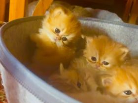 Blh bkh Britisch kurzhaar langhaar