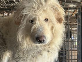 Fluffy im bezaubernden Wuschel-Look