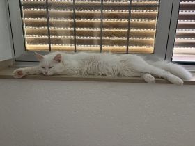 🐾 Wunderschöner Maine-Coon-Kater „Marley“ sucht liebevolles Zuhause! 🏡