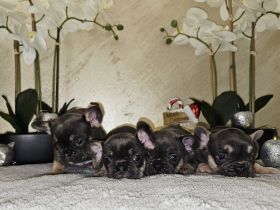 Französische Bulldogge Welpen