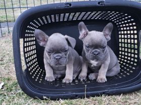 Französische Bulldogge