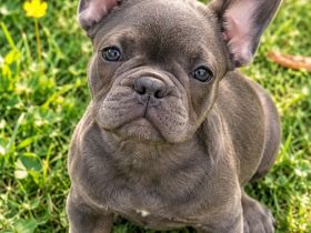 Französische Bulldogge