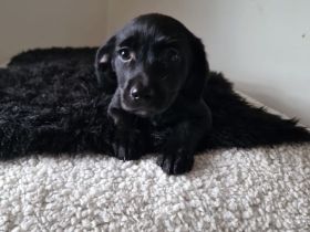 Labrador X Labradoodel Welpen 🐶❤️