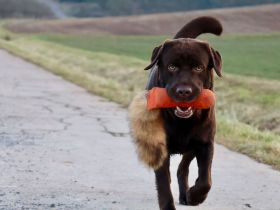 Labrador Deckrüde (reinerbig braun) mit Ahnentafel und ZZL, KEIN VERKAUF!