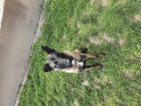 Malinois rüde 12 Monate