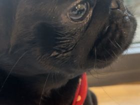 Das schönste Mopsmädchen