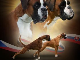 Boxer Welpe mit FCI Papieren