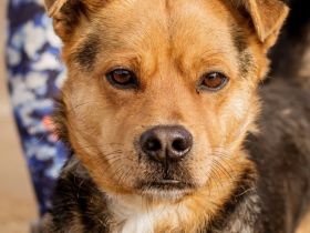 Arpi, kleiner Pimpf auf großer Suche nach Kindern mit Anhang