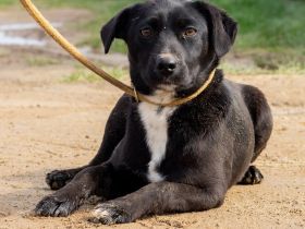 Lira, ist sie erst einmal angekommen, wird sie sicher eine treue Begleiterin