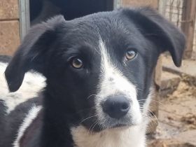 Sancho, ein treuer und sensibler Begleiter fürs Leben, ca. 8 Monate, 45 cm