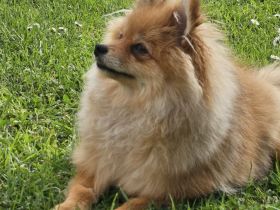 Männlicher Pomeranian