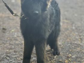 Schwarze Schäferhündin