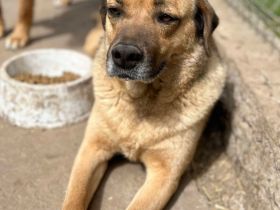 Molly sucht ihr Für-immer-Zuhause