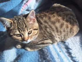 Rassemixkitten Bengal x BKH (blau)