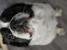 Französiche Bulldogge Privatvermittlung