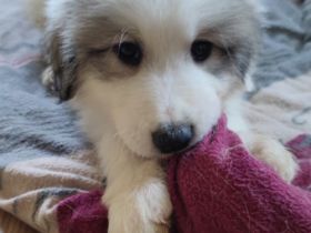 Pyrenaeenberghund Welpen Ende Mai abzugeben