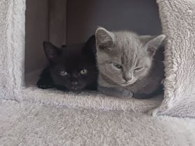 Liebevolle BKH katze