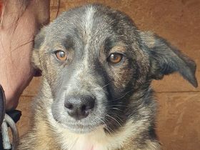 Clara, aufgeschlossene, freundliche Junghündin, ca. 6 Monate, 41 cm (wachsend)