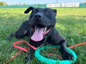 Tuva sucht ein Zuhause außerhalb Deutsch