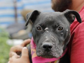 Tuva sucht ein Zuhause außerhalb von DE