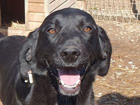 Obelix, sehr verträglicher und menschenfreundlicher Pointer-Mix, ca 15 Monate , 61 cm