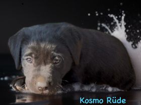 Labrador Retriever Welpen 2 schwarze + 3 gelbe Rüden & 1 schwarze + 2 gelbe Hündinnen