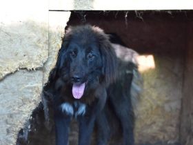 Sicheres Zuhause für ängstliche Sadie gesucht