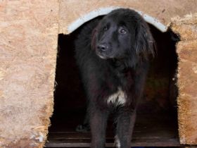 Sicheres Zuhause für ängstliche Sadie gesucht