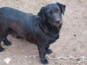Wie lang ist ein hund tragend Tiermarkt Snautz