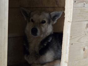 Großes Herz für Lupina gesucht