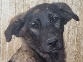 Melissa, aufgeschlossene, menschenbezogene Hündin,  ca. 7 Monate, 46 cm (wachsend)