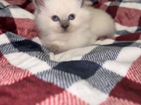 Mix Baby Katzen 😍